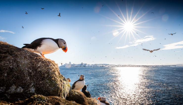 Autorundreisen Norwegen Vogelfelsen