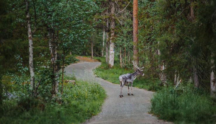 Autorundreisen Finnland Rentier