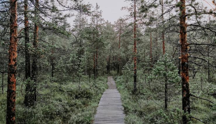 Autorundreisen Finnland Kivela Seitseminen Nationalpark