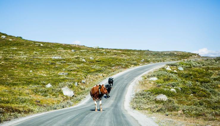 Autorundreisen Norwegen Mjølkevegen