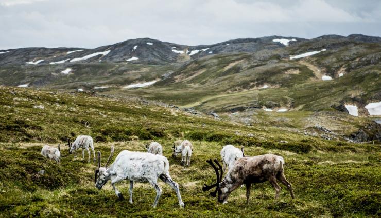 Autorundreisen Skandinavien Nordkap