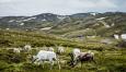 Autorundreisen Skandinavien Nordkap