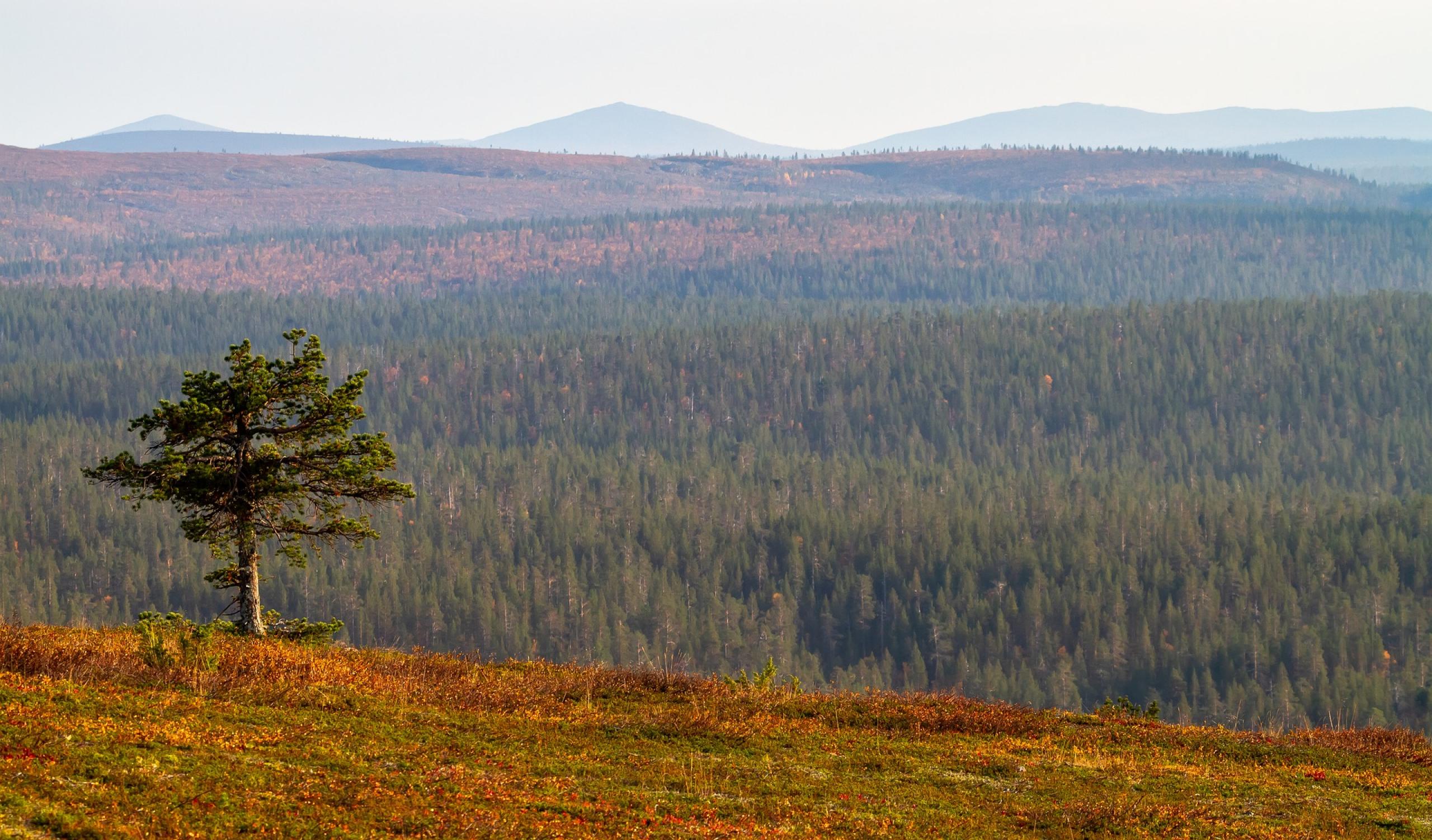 Autoreisen Finnland Sommerurlaub mit Fjell und Fjord
